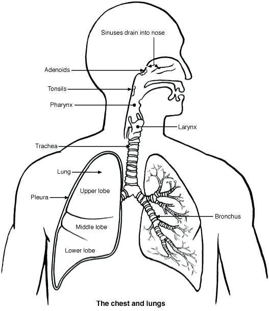 Did you know? Physiotherapists can help with respiratory issues - Core