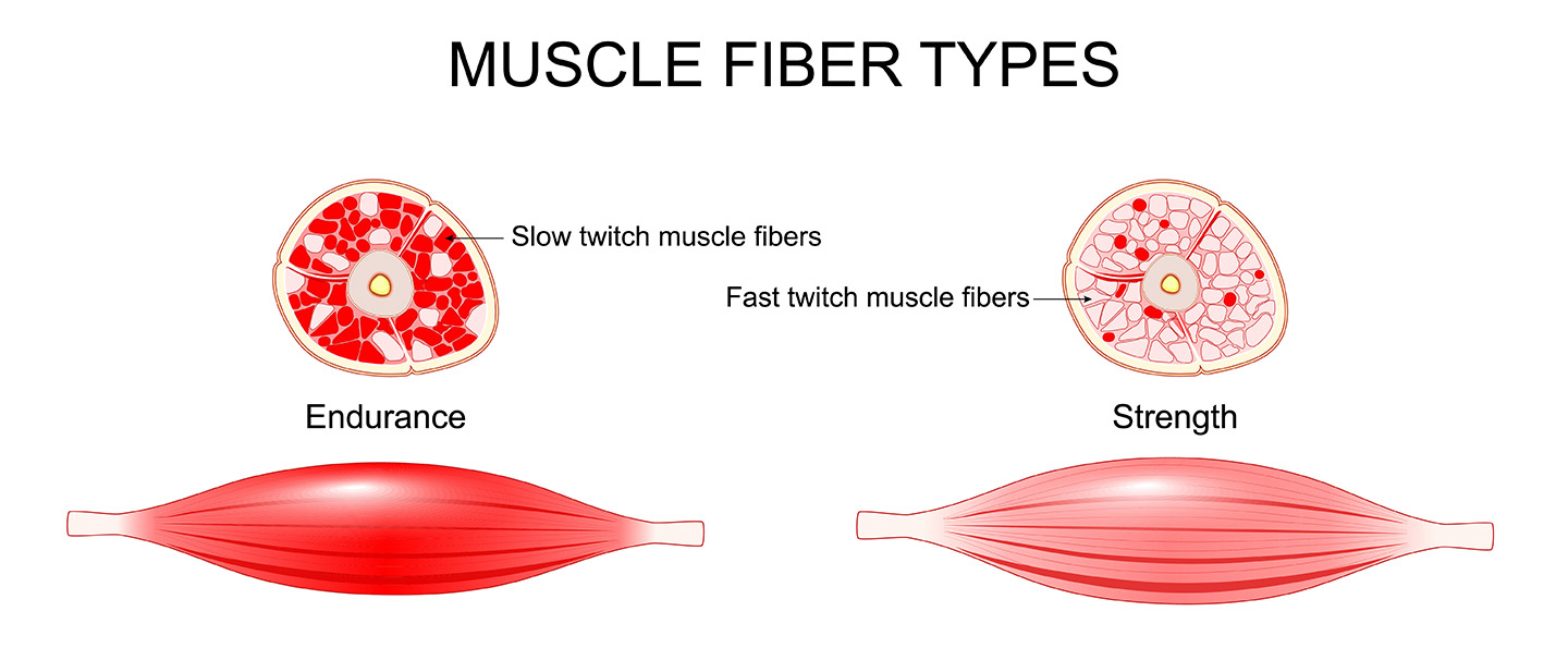 Fast-twitch muscle