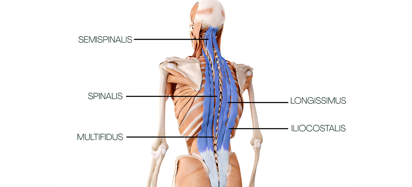Back Diagram